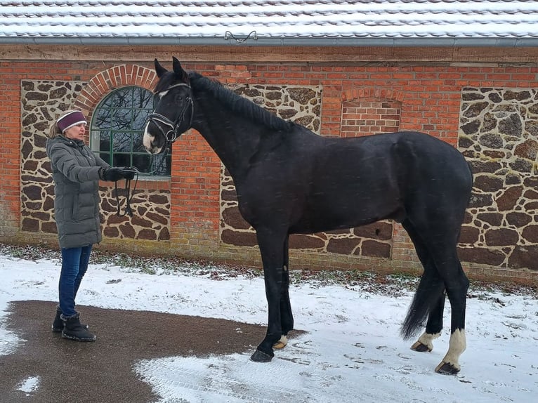 Hanoverian Gelding 9 years 17 hh Brown in Verden