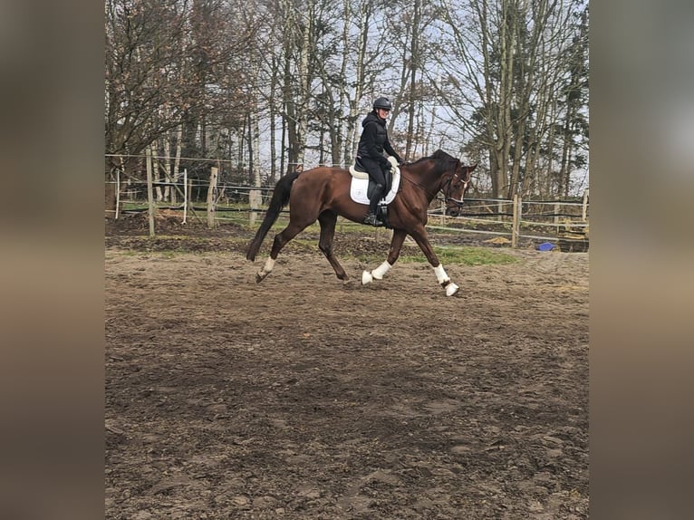 Hanoverian Gelding 9 years 17 hh Chestnut in Oyten