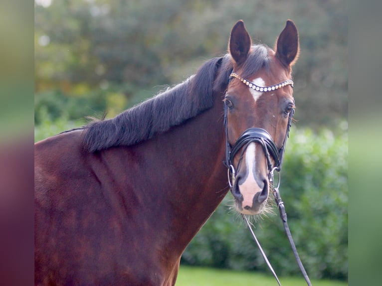Hanoverian Gelding 9 years 17 hh Chestnut in Warendorf