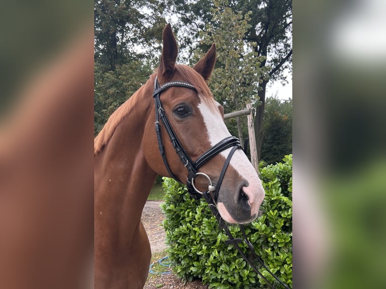 Hanoverian Gelding 9 years 17 hh Chestnut-Red in Darmstadt