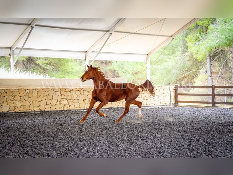 Hanoverian Gelding 9 years 17 hh Chestnut-Red in Valencia