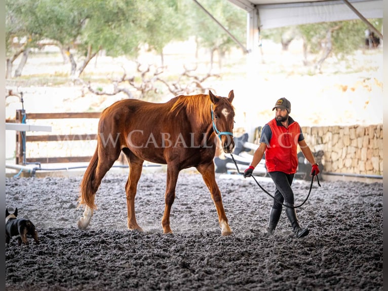 Hanoverian Gelding 9 years 17 hh Chestnut-Red in Valencia