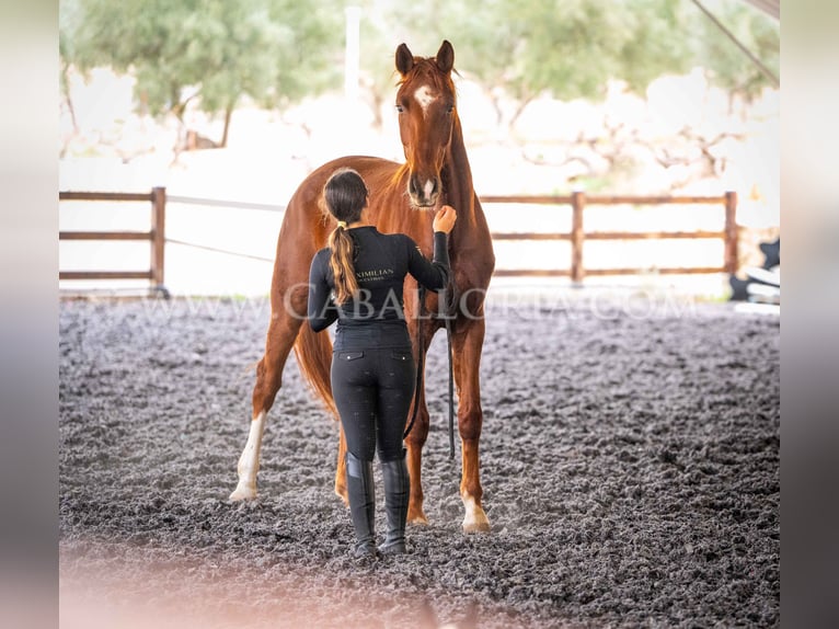 Hanoverian Gelding 9 years 17 hh Chestnut-Red in Valencia