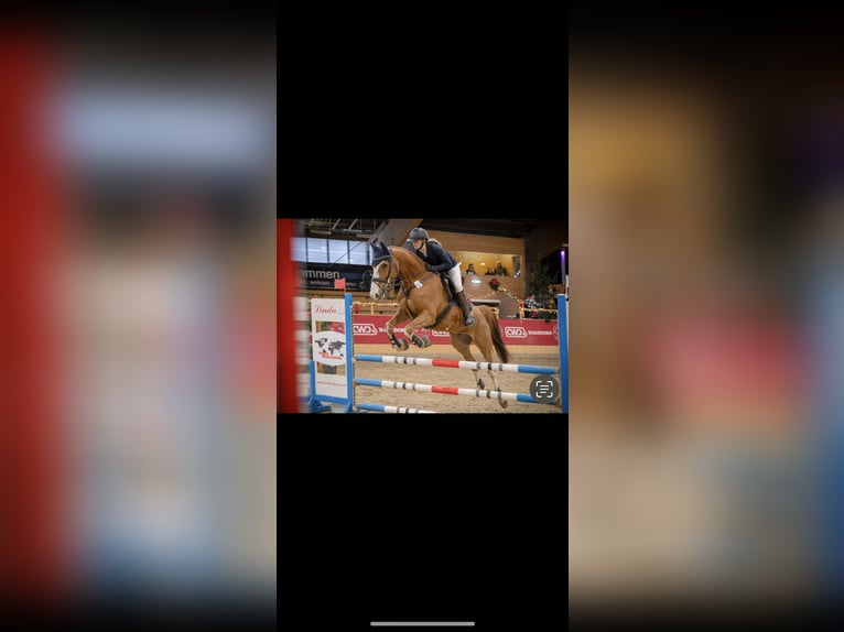 Hanoverian Gelding 9 years 17 hh Chestnut-Red in Porta Westfalica