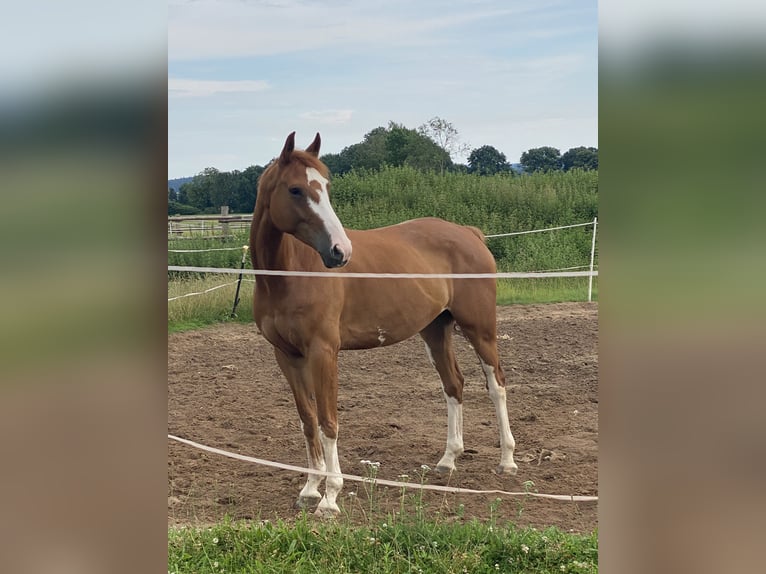 Hanoverian Gelding 9 years 17 hh Chestnut-Red in Porta Westfalica