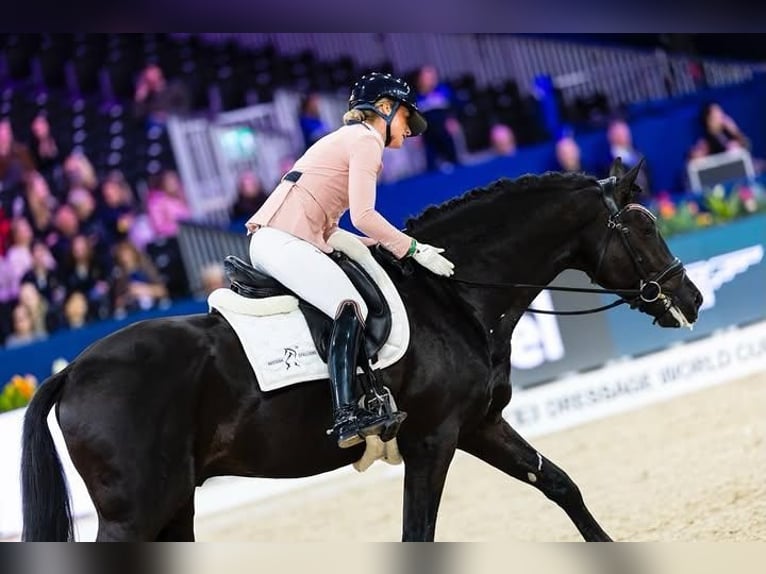 Hanoverian Gelding 9 years 17 hh  in Stuttgart Stuttgart-Nord