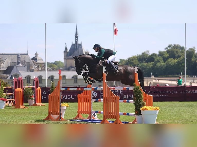 Hanoverian Gelding 9 years 17 hh  in Stuttgart Stuttgart-Nord