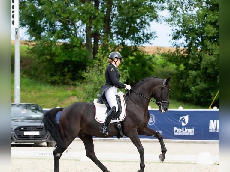 Hanoverian Gelding 9 years 17 hh  in Stuttgart Bad Cannstatt