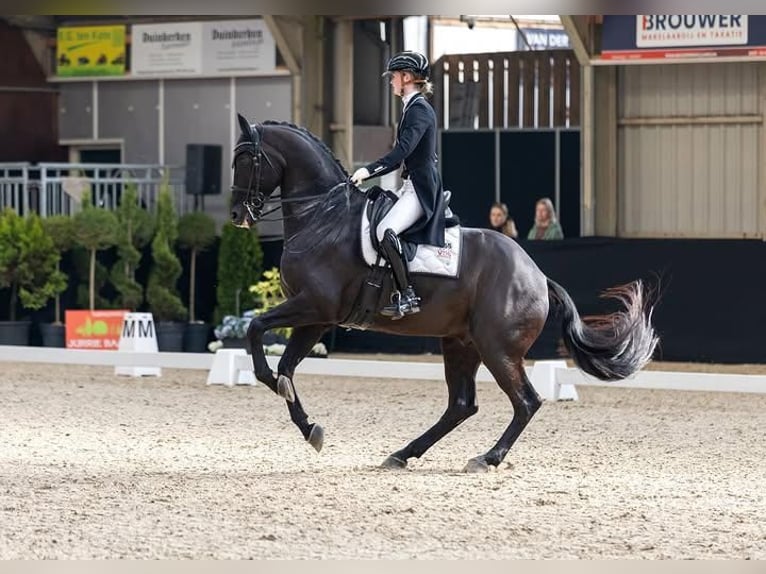 Hanoverian Gelding 9 years 17 hh  in HAYES  Middlesex