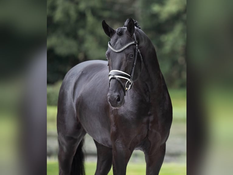 Hanoverian Gelding 9 years 17 hh  in Niederalm