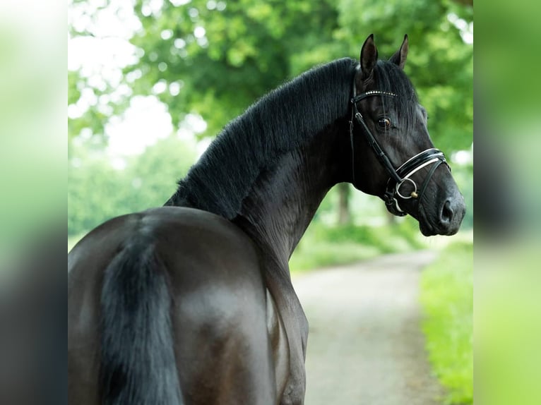 Hanoverian Gelding 9 years 17 hh  in Dietzenbach