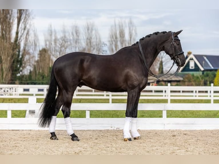 Hanoverian Gelding 9 years 17 hh  in Perpignan