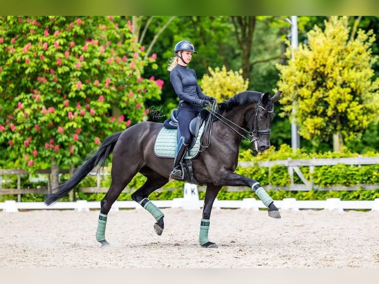 Hanoverian Gelding 9 years 17 hh  in Chambésy