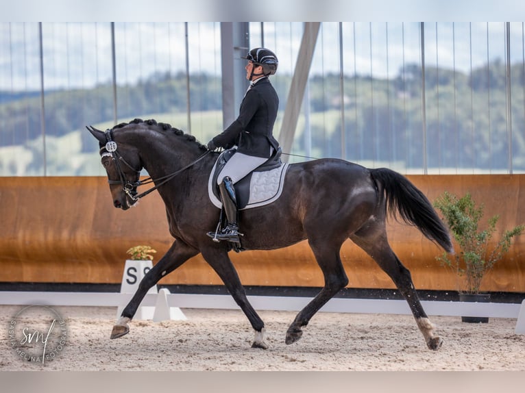 Hanoverian Gelding 9 years 17 hh Smoky-Black in Avenches