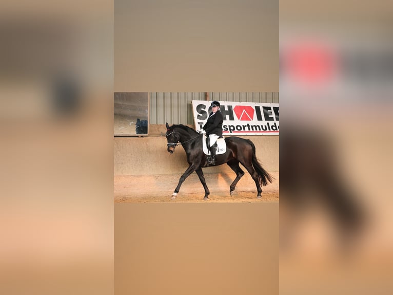 Hanoverian Gelding 9 years 17 hh Smoky-Black in Landesbergen