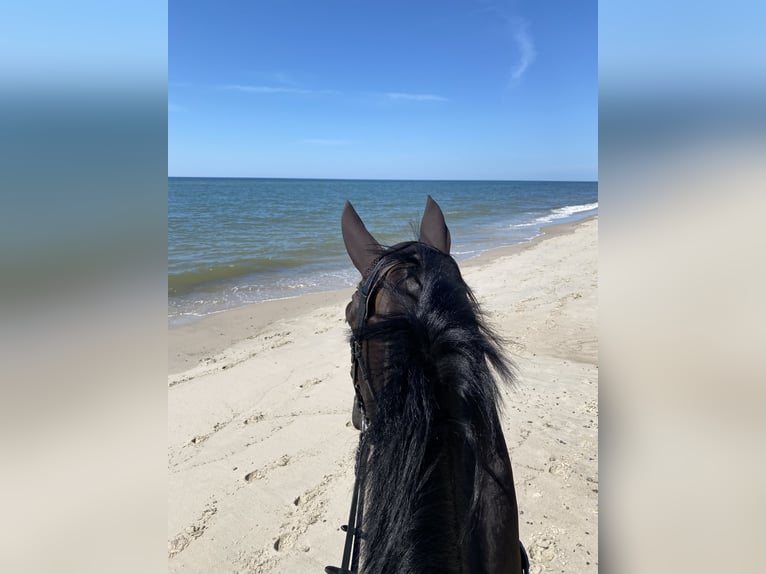 Hanoverian Gelding 9 years 17 hh Smoky-Black in Eimke