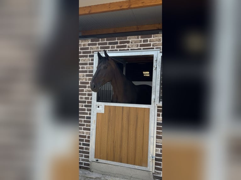 Hanoverian Gelding 9 years 17 hh Smoky-Black in Willich