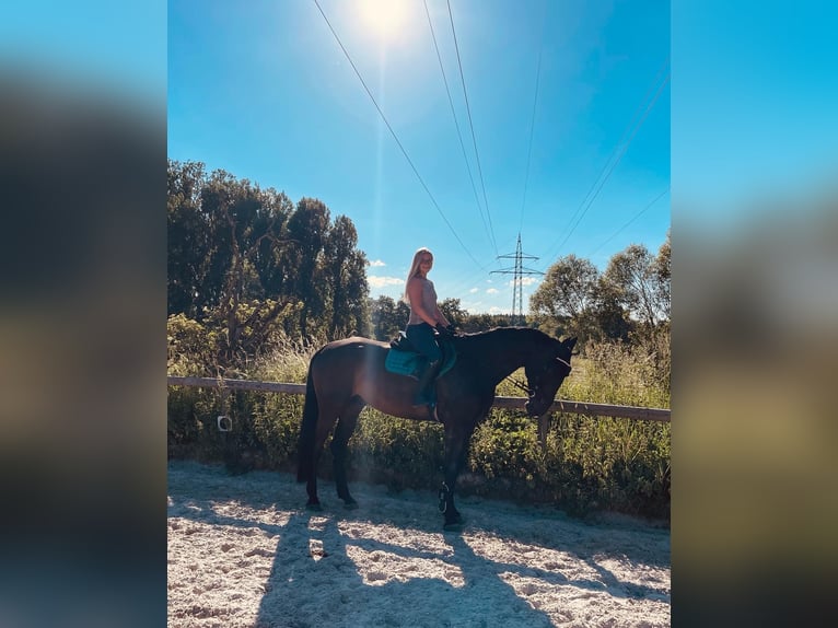 Hanoverian Gelding 9 years 17,2 hh Brown in Villingen-Schwenningen