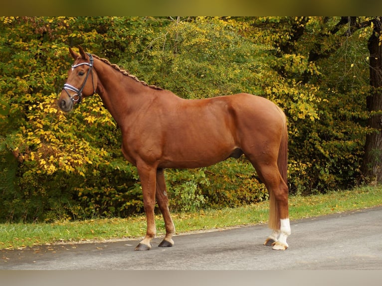 Hanoverian Gelding 9 years 17,2 hh Chestnut-Red in Gleichen Hanoverian Gelding 9 years 17,2 hh Chestnut-Red in Gleichen