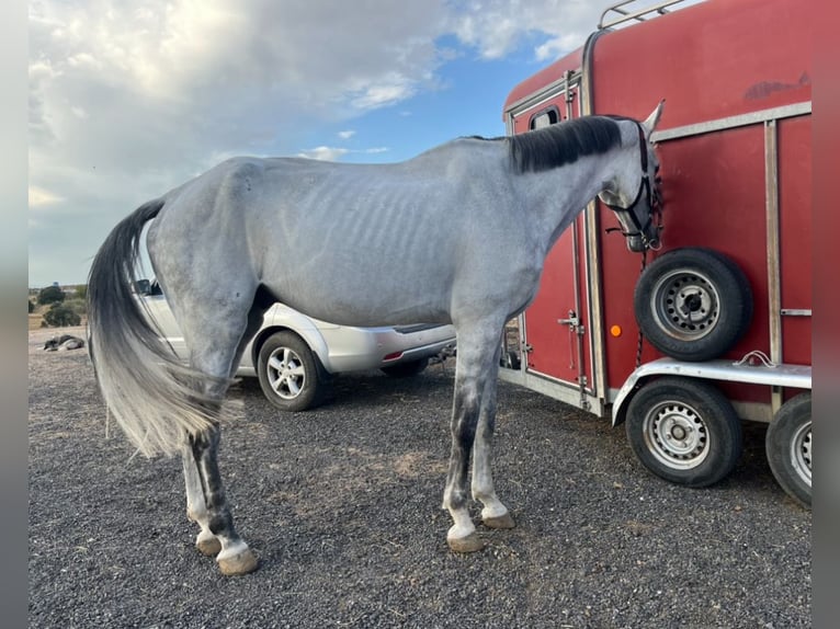 Hanoverian Gelding 9 years 17,2 hh Grey in Brunete