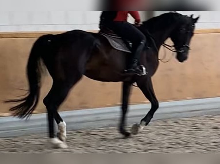 Hanoverian Gelding 9 years 18 hh Bay-Dark in Bingen