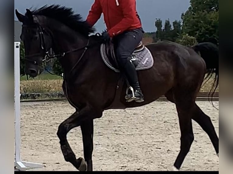 Hanoverian Gelding 9 years 18 hh Bay-Dark in Bingen