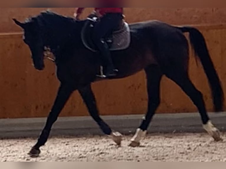 Hanoverian Gelding 9 years 18 hh Bay-Dark in Bingen