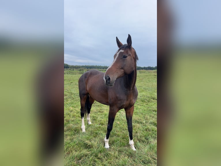 Hanoverian Gelding 9 years 18 hh Bay-Dark in Bad Münder am Deister