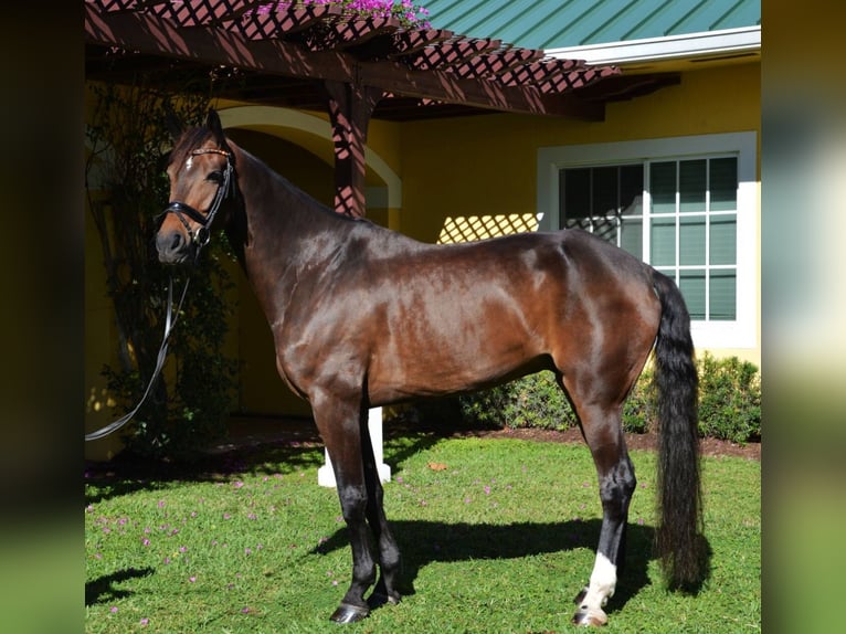 Hanoverian Gelding 9 years Bay in Wellington