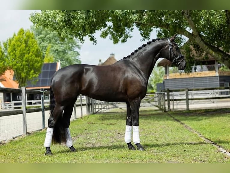 Hanoverian Gelding 9 years Black in Ecublens VD