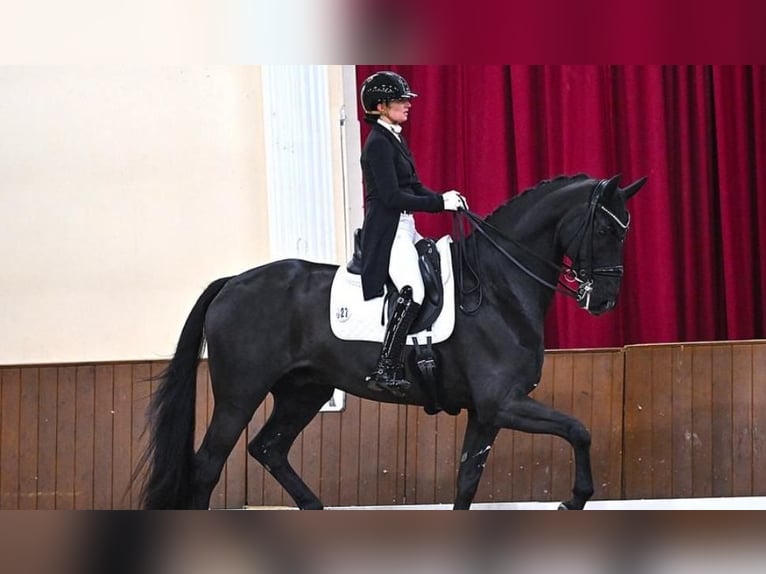 Hanoverian Gelding 9 years in Chur