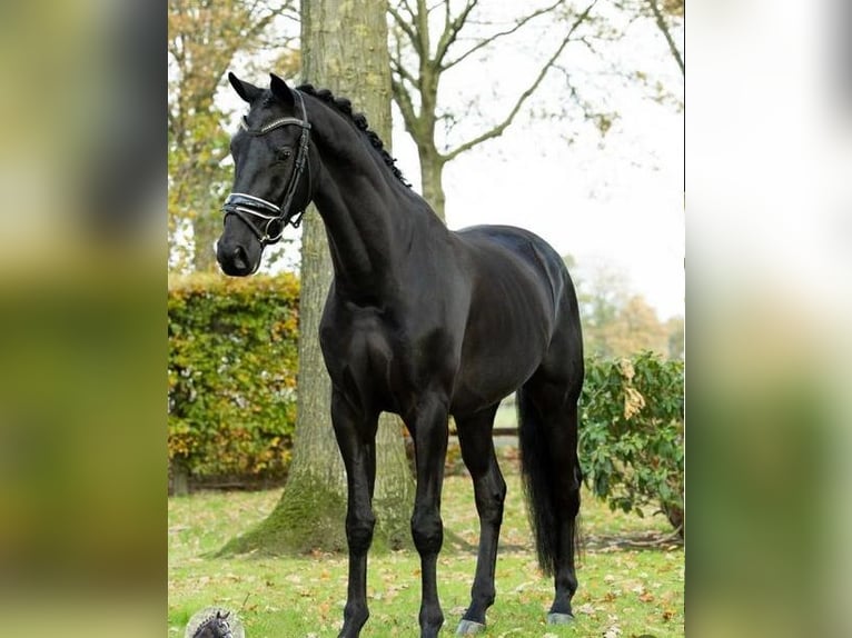 Hanoverian Gelding 9 years in Chur