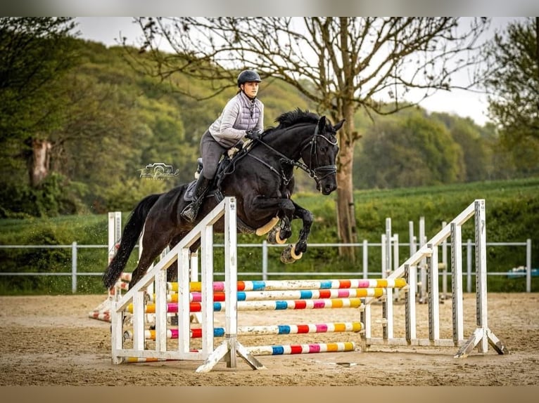 Hanoverian Gelding 9 years in Opfikon