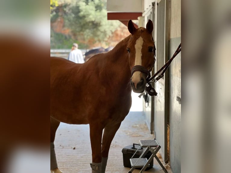 Hanoverian Gelding 9 years Dun in Mijasijas