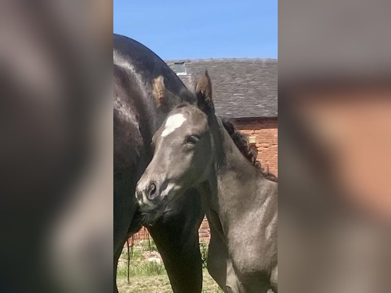 Hanoverian Gelding  17 hh Black in Staffordshire