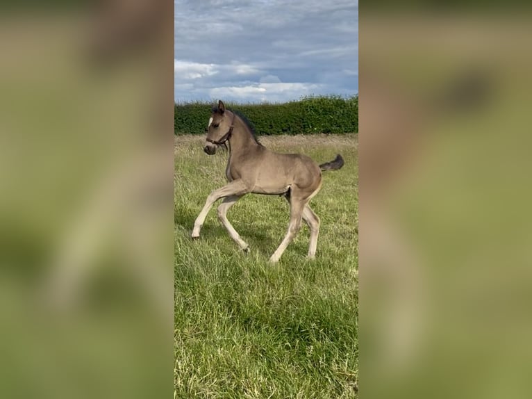 Hanoverian Gelding  17 hh Black in Staffordshire