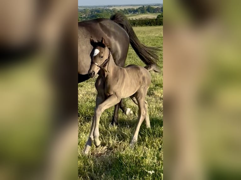 Hanoverian Gelding  17 hh Black in Staffordshire
