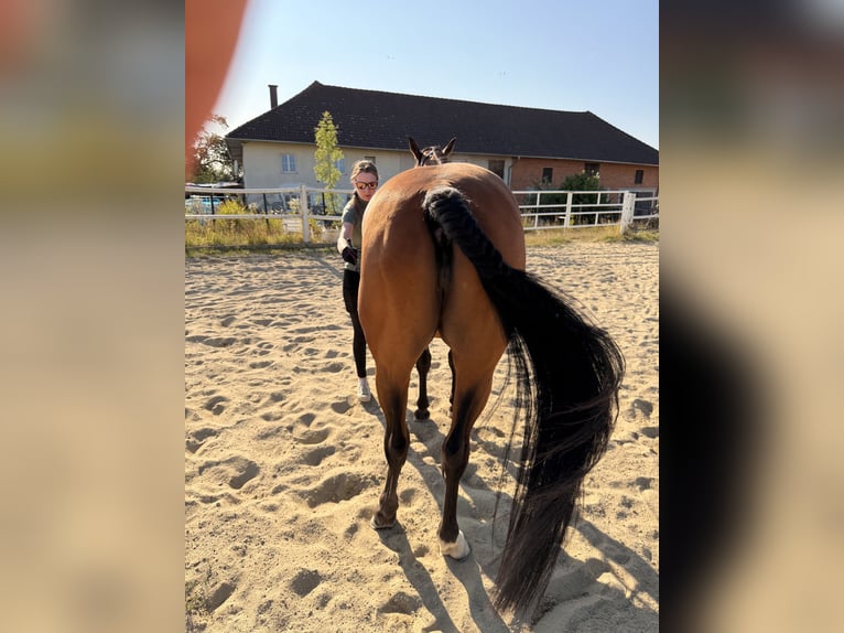 Hanoverian Mare 10 years 15.2 hh Brown in Steyr