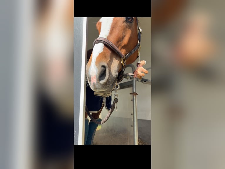 Hanoverian Mare 10 years 15.2 hh Chestnut-Red in Weißenburg in Bayern