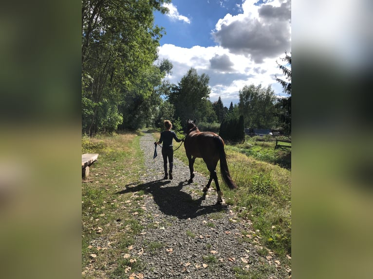 Hanoverian Mix Mare 10 years 15,1 hh Brown in Brandis