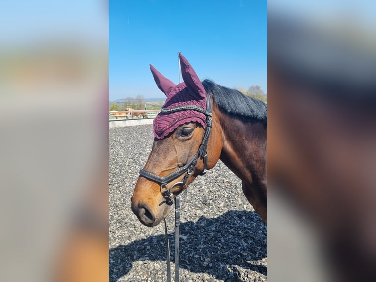 Hanoverian Mare 10 years 15,2 hh Bay-Dark in Erdmannhausen