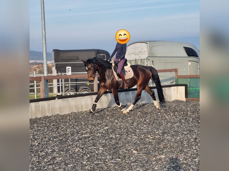 Hanoverian Mare 10 years 15,2 hh Bay-Dark in Erdmannhausen