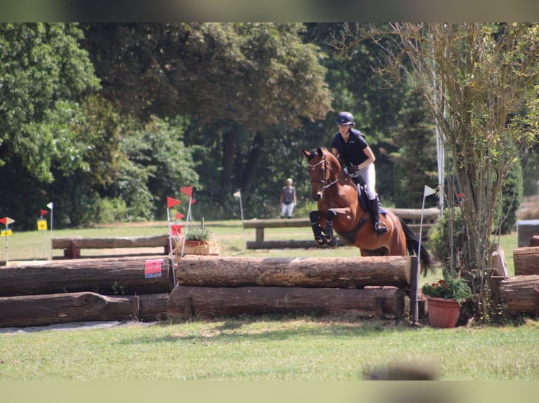 Hanoverian Mare 10 years 15,2 hh Brown in Sehlde