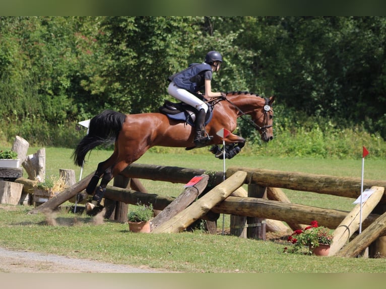 Hanoverian Mare 10 years 15,2 hh Brown in Sehlde