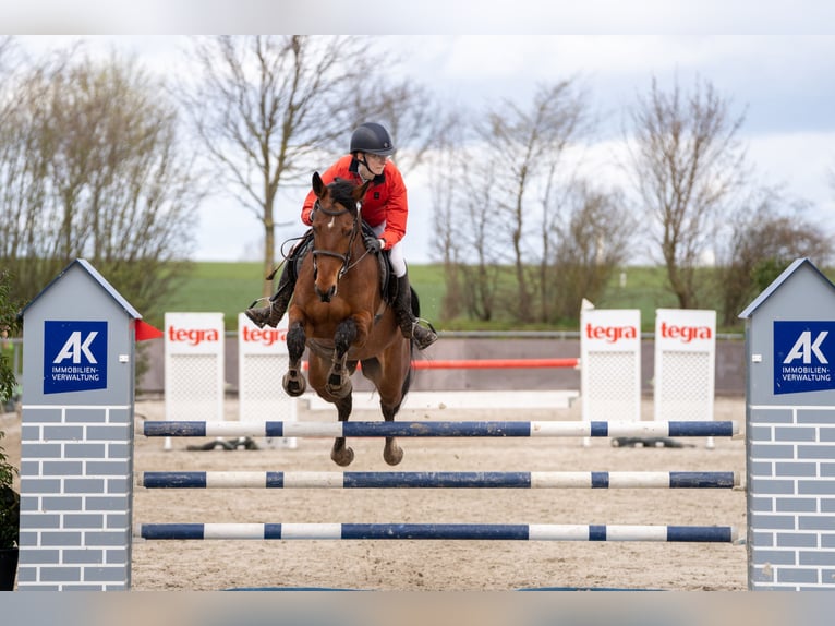 Hanoverian Mare 10 years 15,2 hh Brown in Sehlde