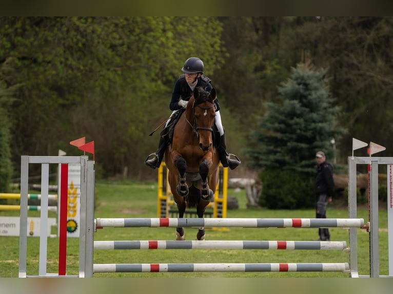 Hanoverian Mare 10 years 15,2 hh Brown in Sehlde