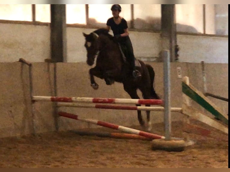 Hanoverian Mare 10 years 15,2 hh Chestnut in Etzelwang