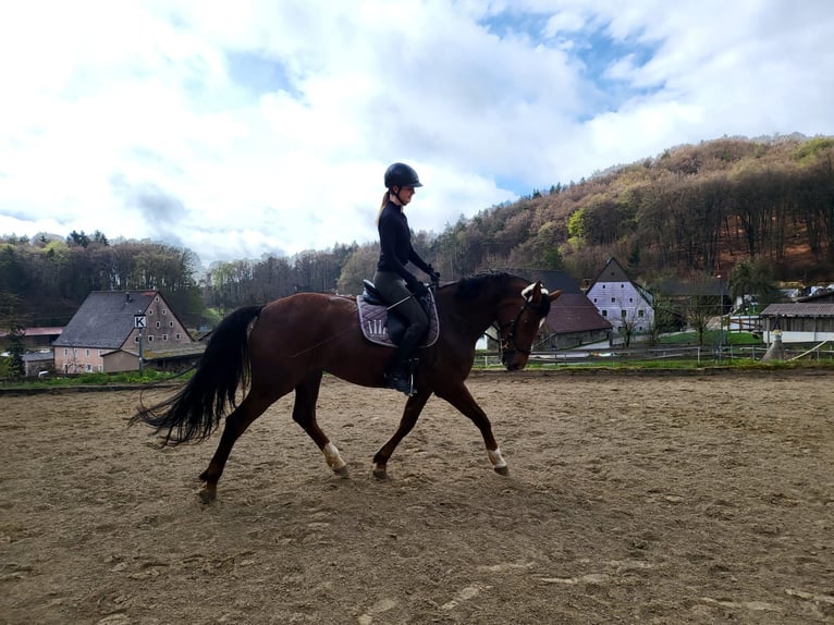 Hanoverian Mare 10 years 15,2 hh Chestnut in Etzelwang