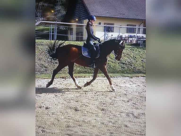 Hanoverian Mare 10 years 15,2 hh Chestnut in Etzelwang