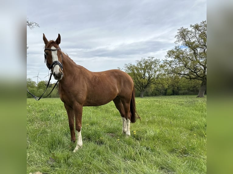 Hanoverian Mare 10 years 15,2 hh Chestnut-Red in Hambergen
